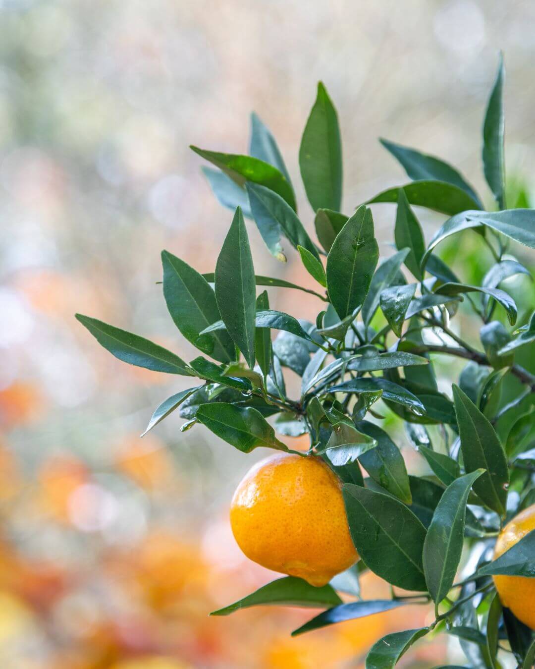 A lush orange fruit on a leafy tree