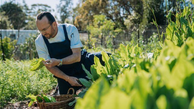 gardener picking fresh produce for restaurant