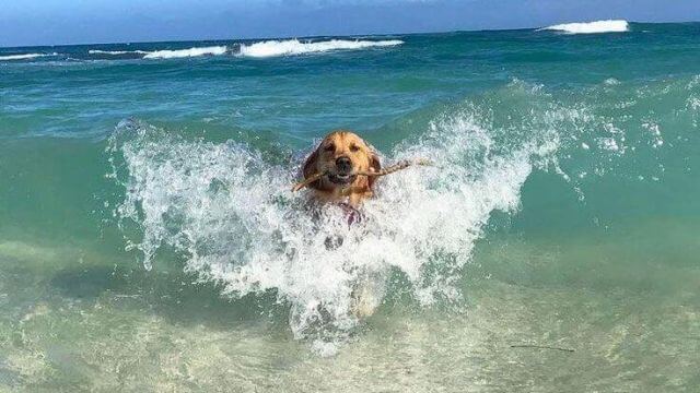 dog in water paddling