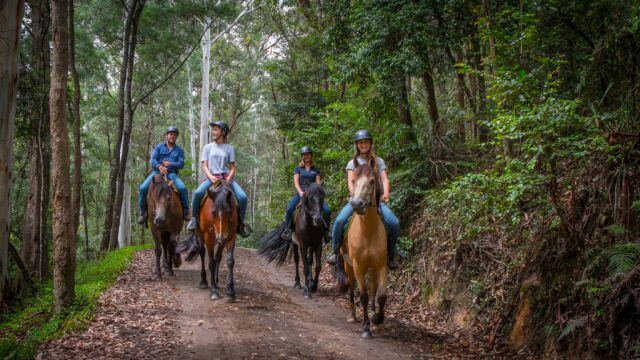 horses ridden calmly by tourists down a bush track