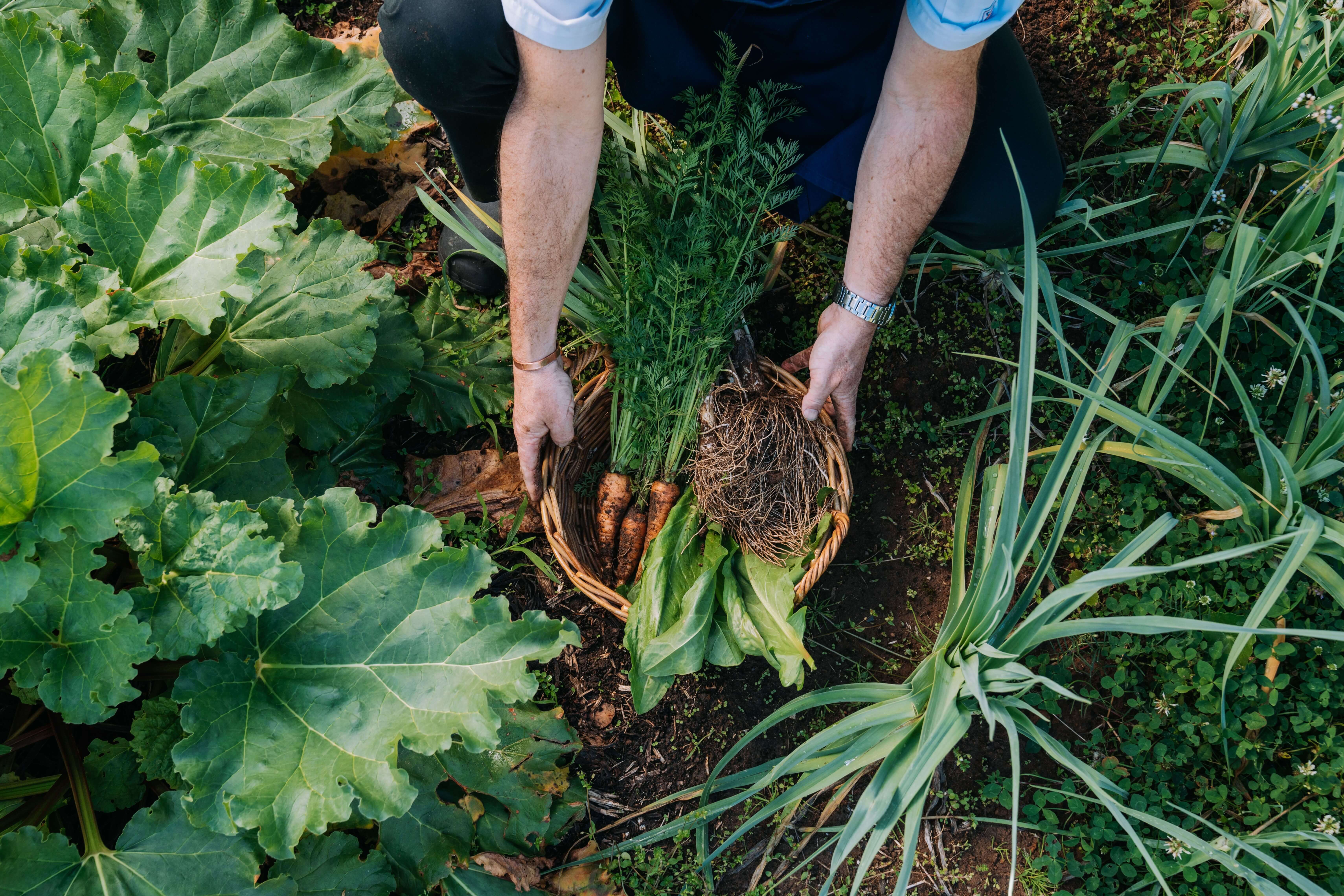 a view of a basket of carrots and shoots harvested by chef sourcing produce from kitchen garden