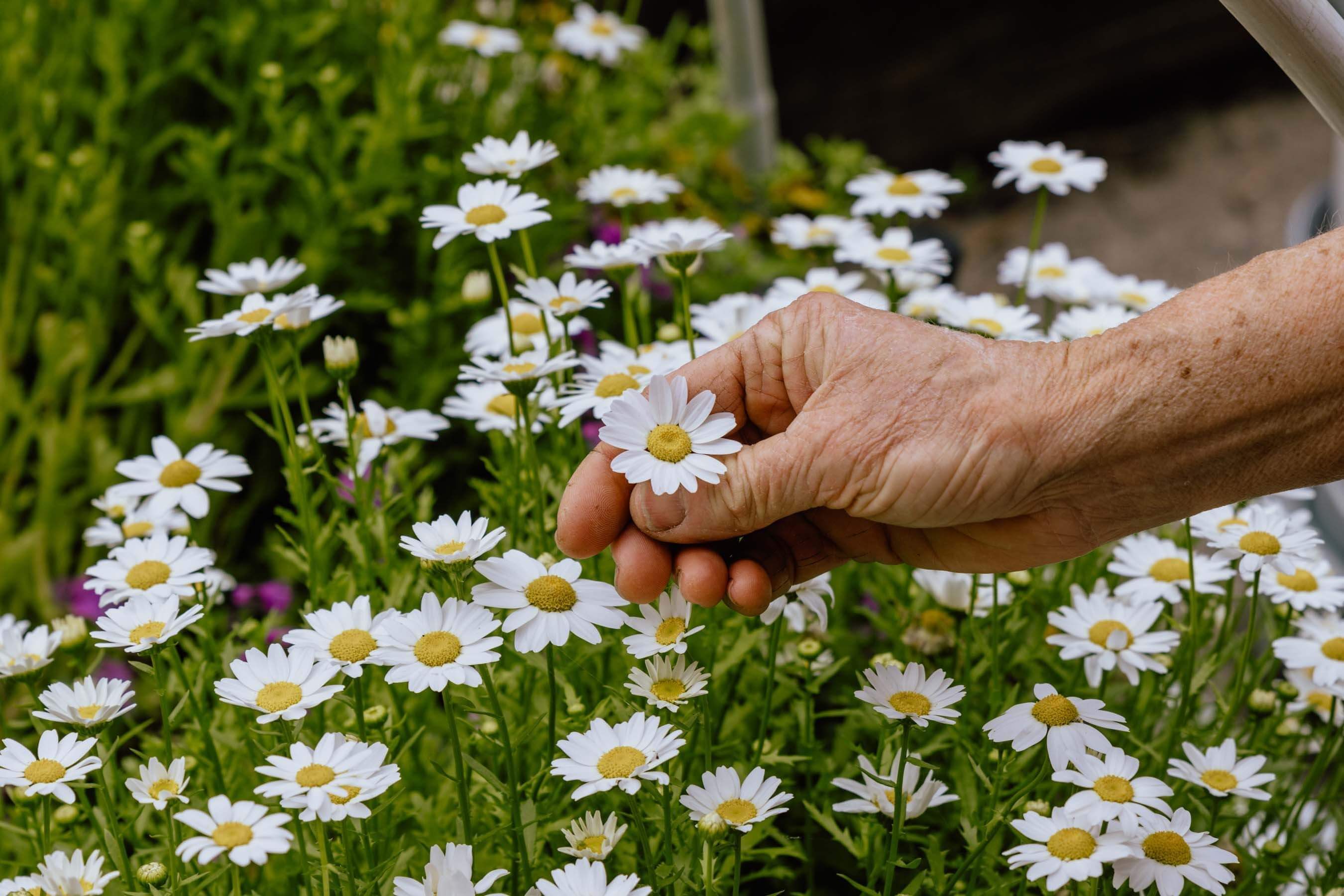winemaker plucking a fresh flower daisy from the garden
