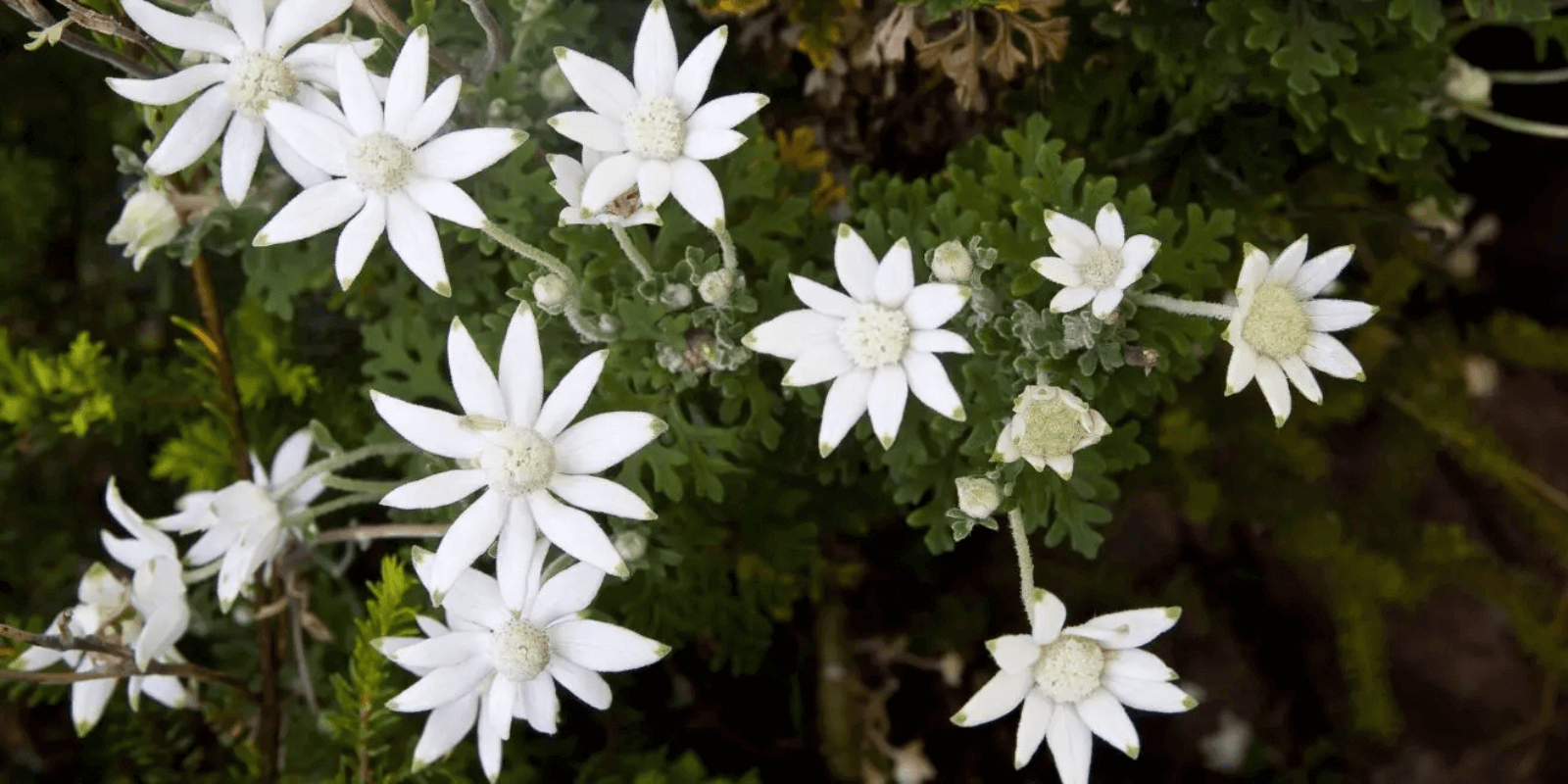 Flannel flowers