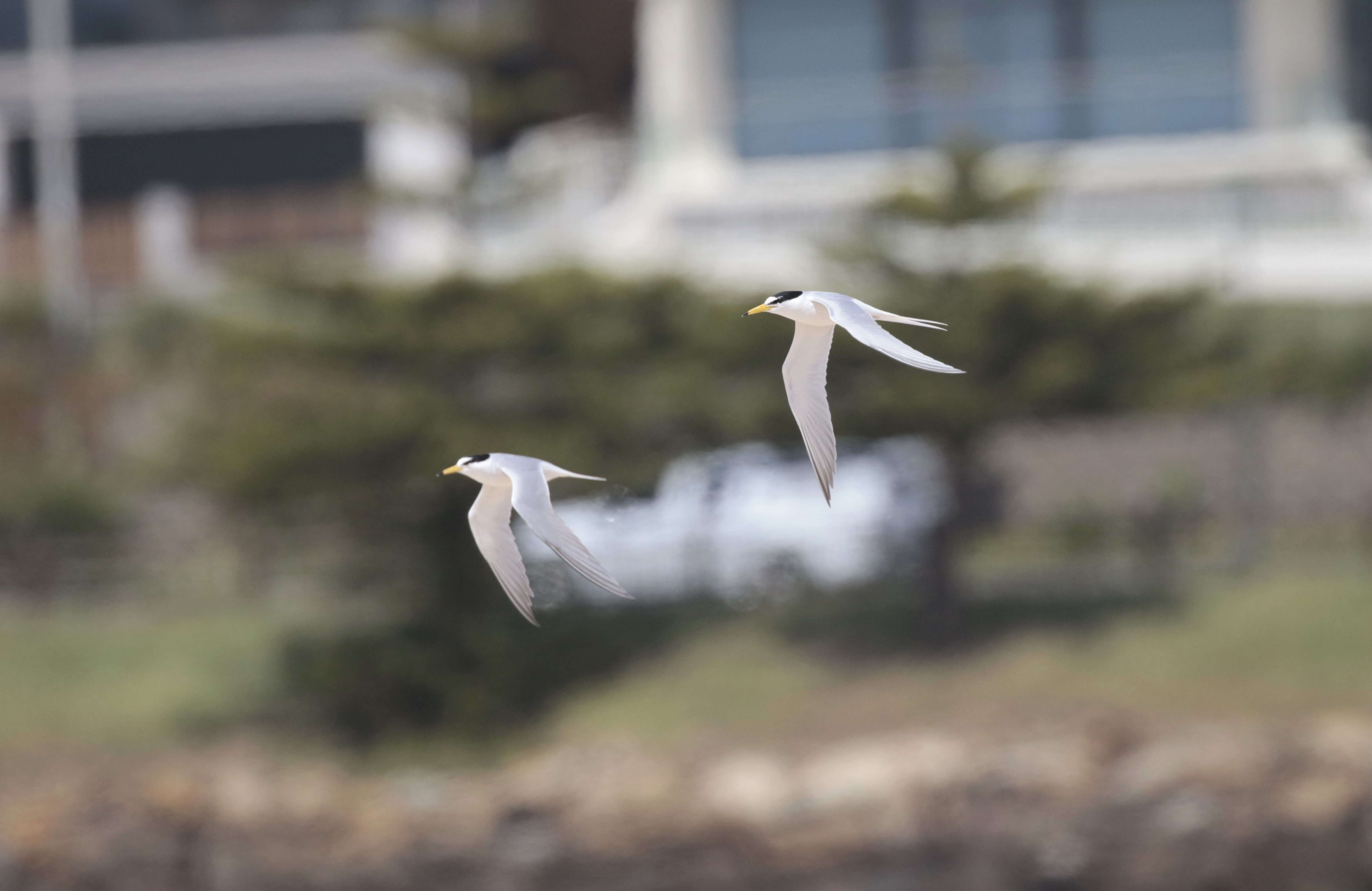 Two coastal birds flying across the sky