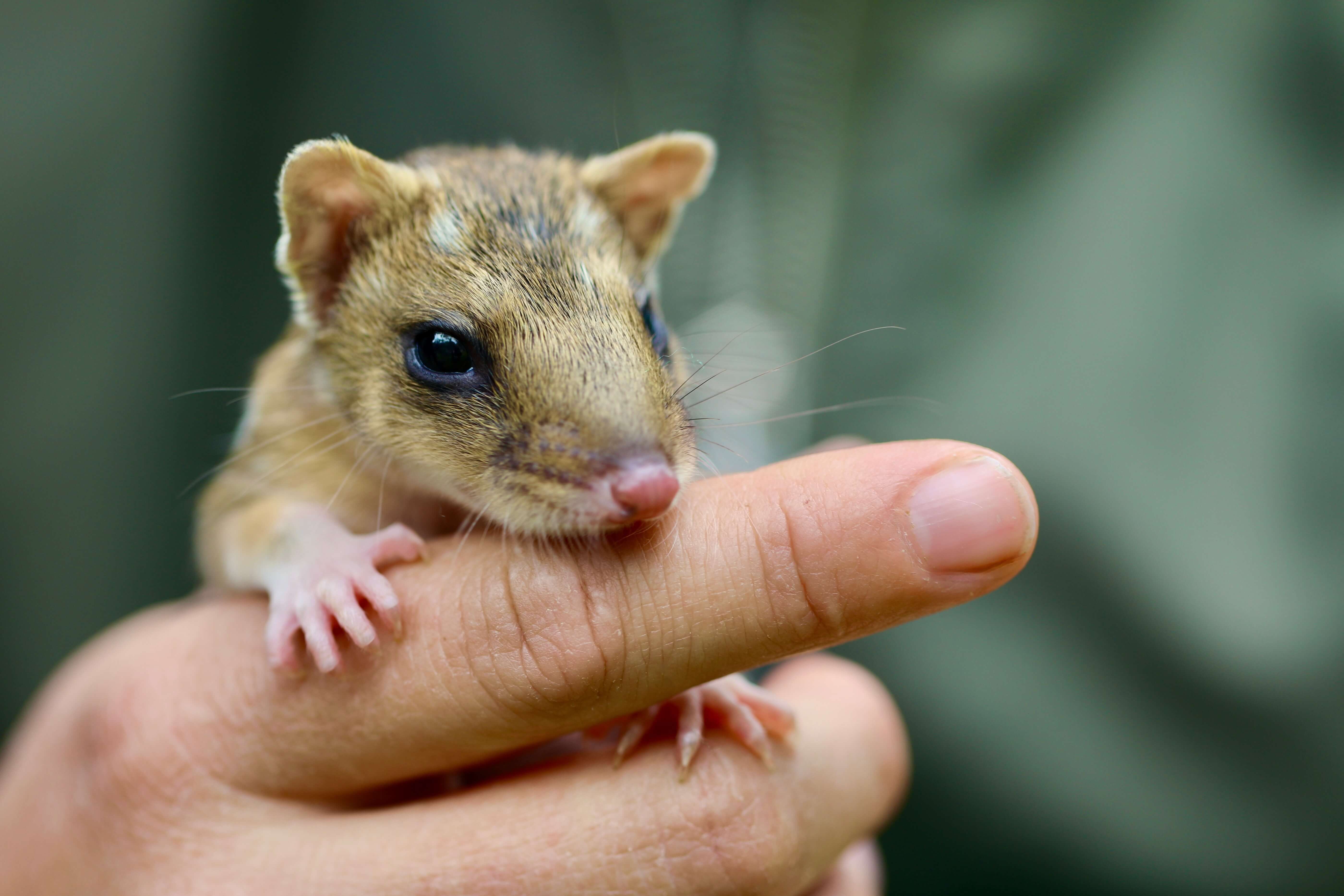 handheld quoll joey
