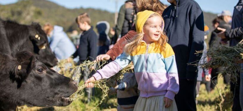 Girl feeding a cow at Harvest Festival