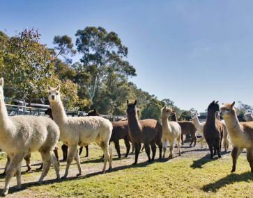 herd of many fluffy alpacas