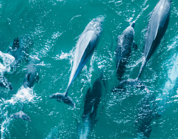 Dolphins at Wamberall