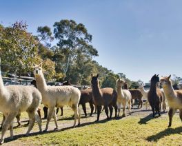 herd of many fluffy alpacas