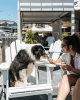dogs and people outside cafe